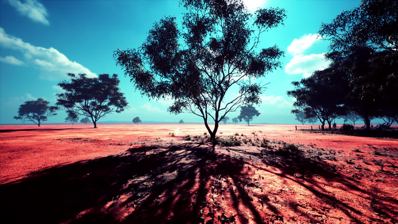 ⁇ 은 하늘 과 건조 한 바닥 아래 에 있는 아프리카 의 평야 의 사막 나무 들