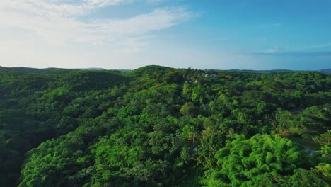 drone-shot-of-forest-with-blue-sky