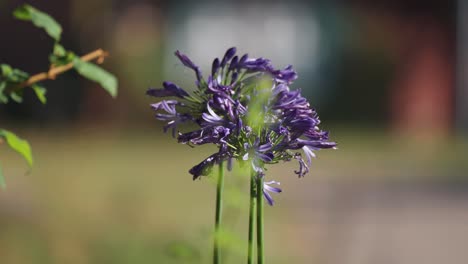 vibrant purple lily flowers on the long green stem