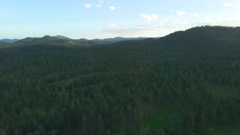 Downwards-aerial-parallax-shot-of-ponderosa-pine-trees-in-the-Black-Hills