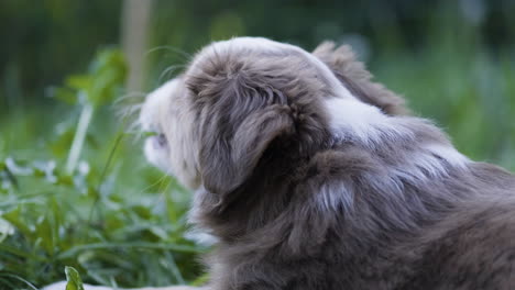 a red merle american shepherd puppy sits in a lawn and chews some of the overgrown parts