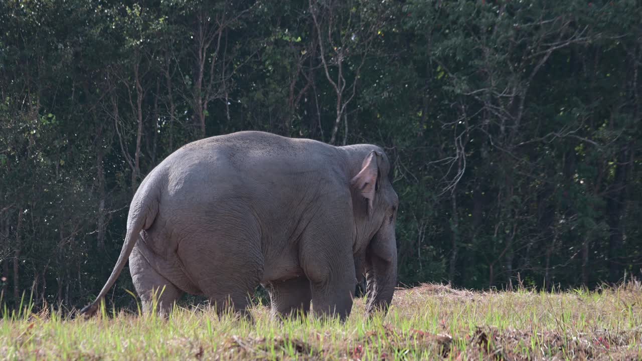 mirando hacia la derecha aleteando sus orejas y balanceando su cola mientras come minerales del suelo, el elefante indio elephas maximus indicus, tailandia