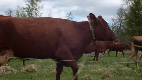 red cow looking around with drool in mouth, shoot in 4k