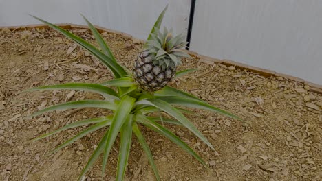 a pineapple plant grows in dry soil inside a greenhouse. the spiky green leaves contrast with the ripening fruit, capturing the essence of tropical agriculture and organic farming.