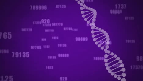 animation of digital data processing and dna strand over purple background