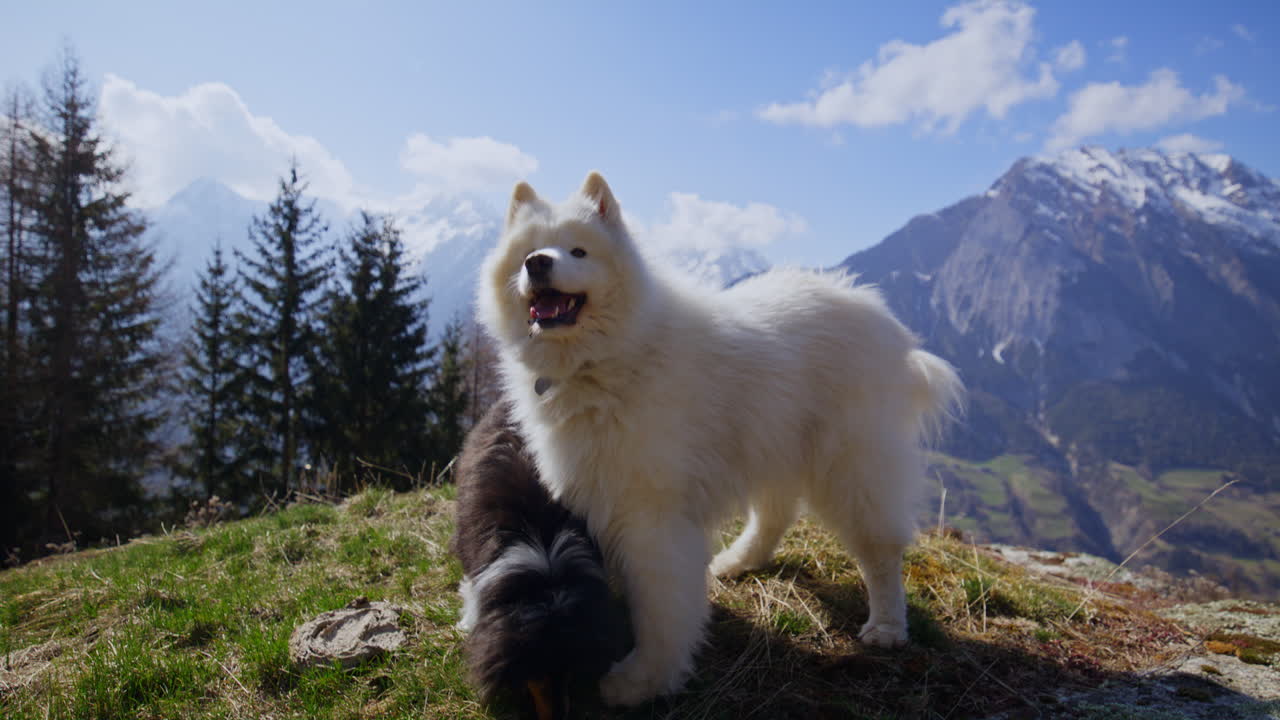 Samoiedo e Shetland Sheepdog che giocano gioiosamente su un prato di montagna, circondati da splendide viste alpine e cieli sereni