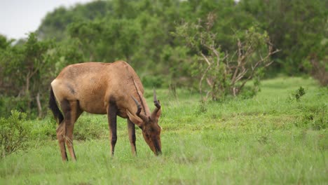 Perfil-Derecho-Del-Hartebeest-Rojo-Africano-Comiendo-Hierba-Verde-Después-De-La-Lluvia