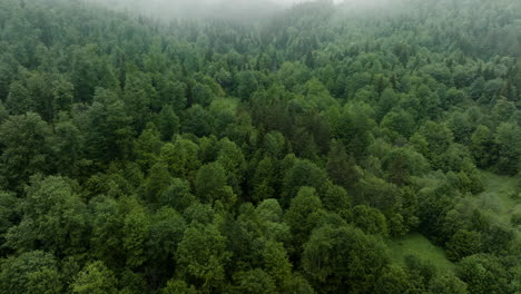 aerial - misty forest in the caucasus mountains, georgia, reverse rising tilt up