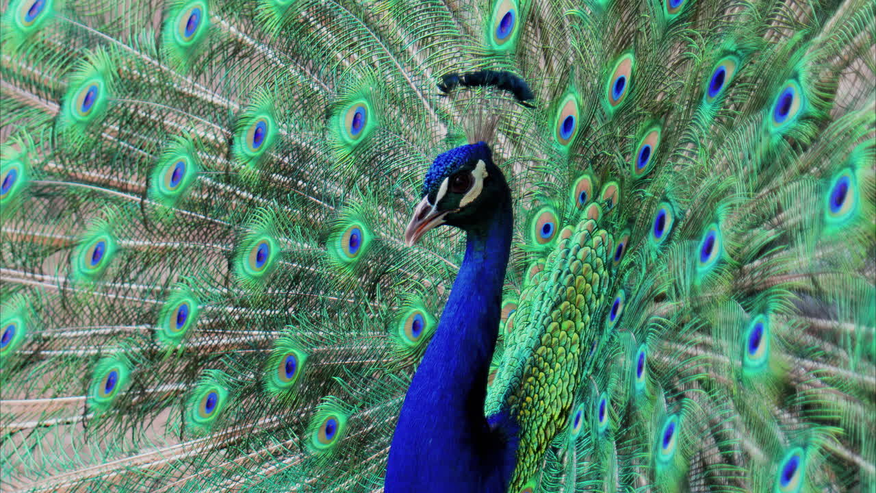 Close up of a peacock with its tail feathers spread at the zoo