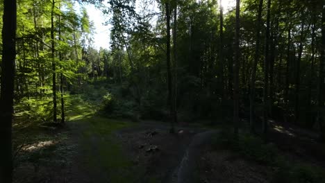 Slow-Aerial-Through-Forest-With-Sunbeams-Breaking-Through-Canopy