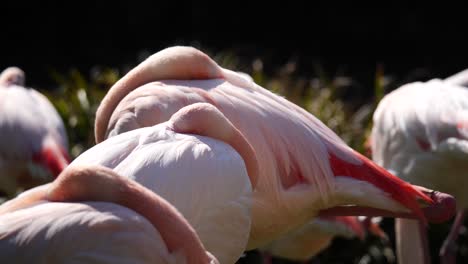 Primer-Plano-De-Flamencos-Rosados-Acostados-Con-La-Cabeza-En-El-Propio-Cuerpo-Y-Relajándose-Durante-El-Día-Soleado-Al-Aire-Libre-En-La-Naturaleza