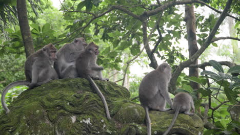 Leute-Von-Langschwanzmakaken-Im-Heiligen-Affenwaldschutzgebiet-In-Ubud,-Indonesien