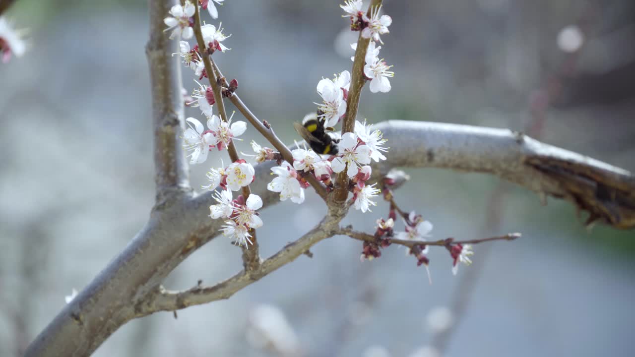 봄 초에 분홍색으로 꽃을 피우는 복아 나무의 꽃에서 벌이 과 꽃가루를 모으고 있습니다.