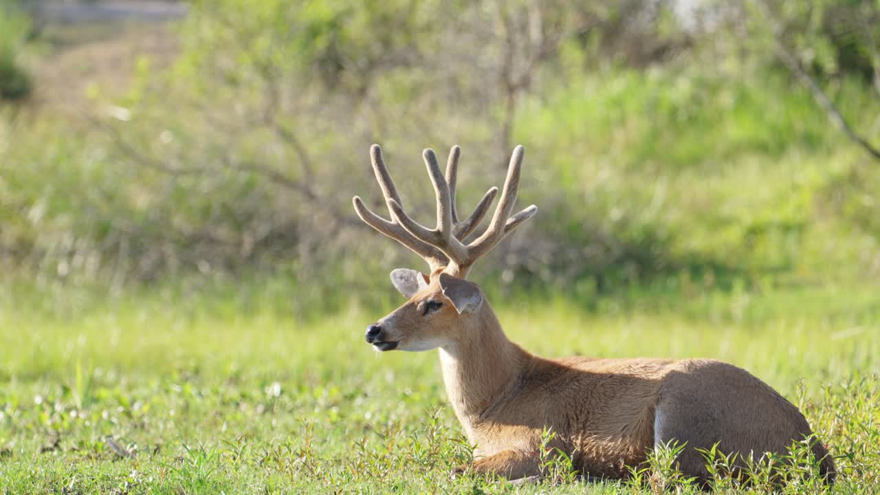venado de los pantanos, blastocerus dichotomus descansando graciosamente en el suelo junto al río lleno de vegetación, durmiendo una siesta bajo el sol, agitando ocasionalmente las orejas para ahuyentar a las moscas en los humedales del iberá.
