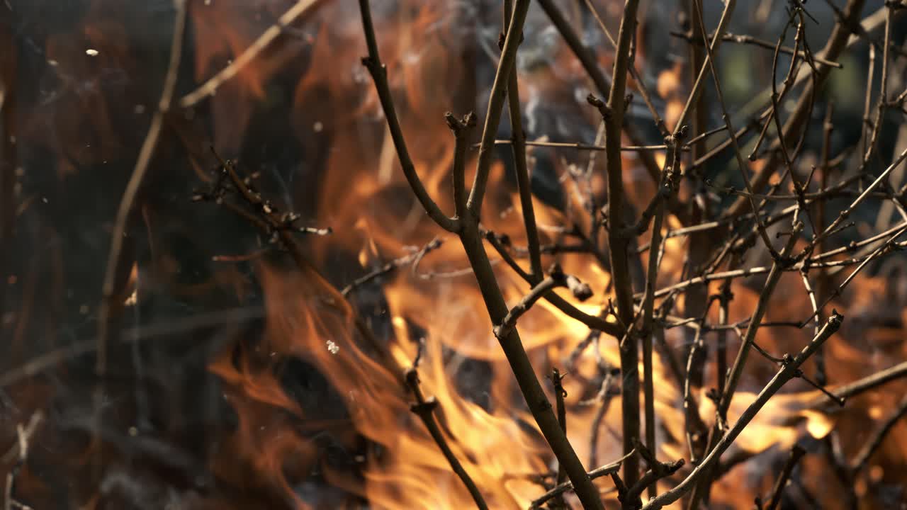 incendio forestal en primer plano. las ramas de arbustos y árboles están ardiendo y fumando. incendios forestales causados por incendios provocados o por la naturaleza. filmado con cámara super lenta 1000 fps.