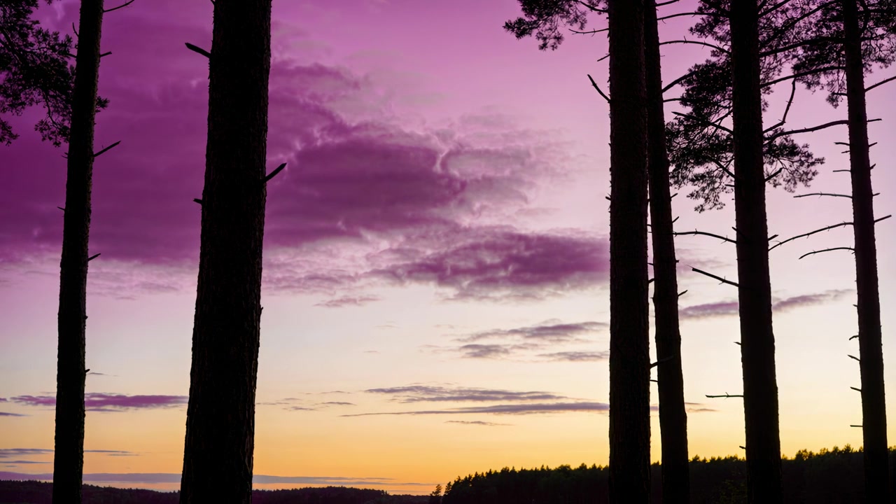 Telecamera che riprende tronchi di pino al margine della foresta mentre la luce del tramonto cambia e il cielo si scurisce.