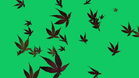 abstract tree leaf loopable background - the leaf to dance - fall/autumn leaves - falling autumn leafs - tree leaves swirling and flying around - loopable - chrome key background