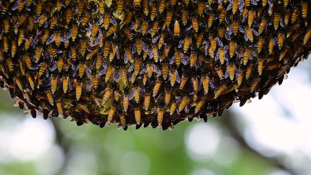 se sabe que las abejas melíferas gigantes construyen grandes colonias de nidos con bolsillos simétricos hechos de cera para almacenar miel como fuente de alimento.
