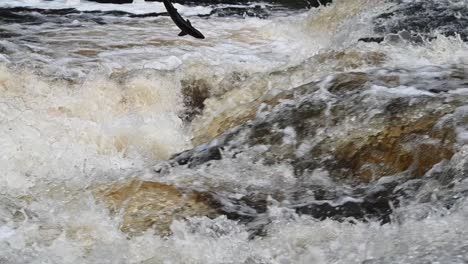 wild atlantic salmon leaping and flipping out of the water in a river in scotland, united kingdom- slow motion tripod shot