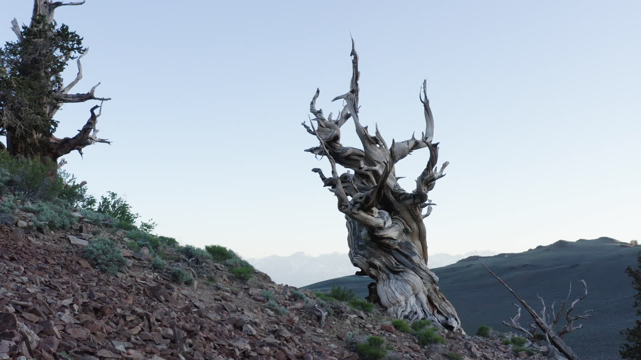 고대 브리스틀콘 소나무 숲, 캘리포니아, 미국에서 낮은 각도에서 휘어진 가지를 가진 오래된 야생 나무