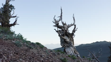 Old-wild-trees-with-twisted-branch-view-from-low-angle-on-ancient-bristlecone-pine-forest,-California,-USA