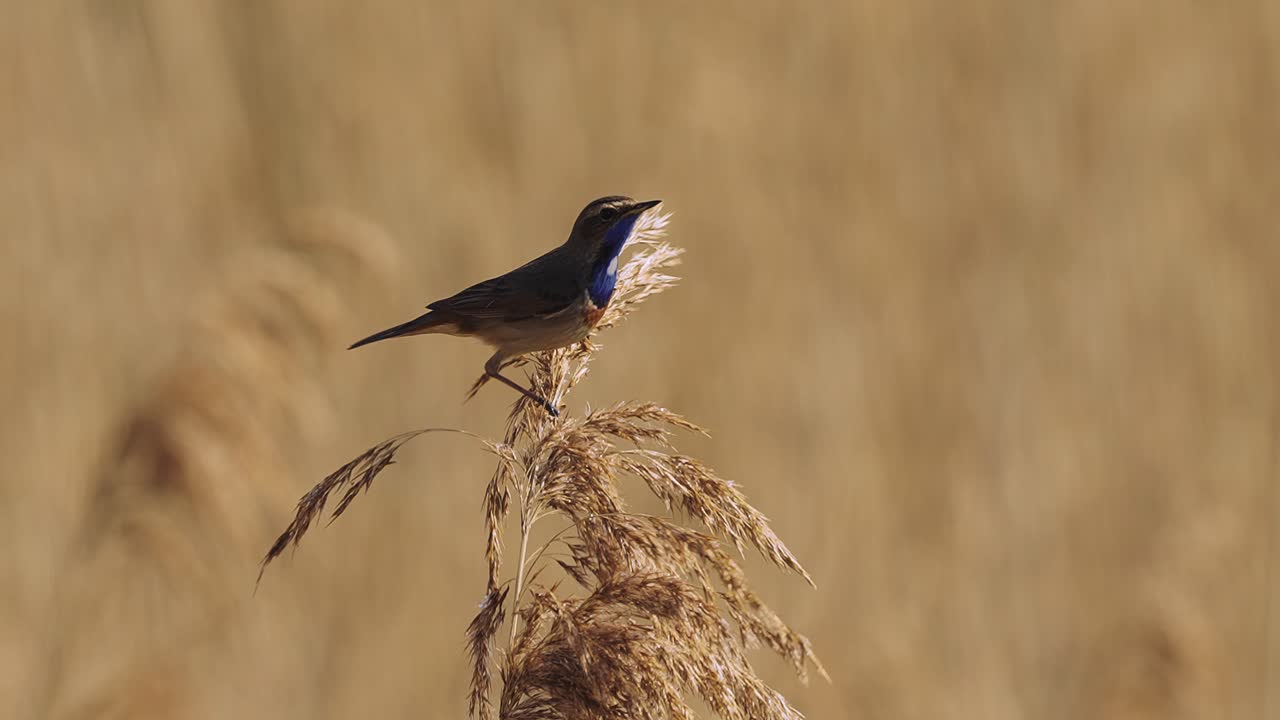 bellissimo pettazzurro in equilibrio sul ramo di canna e chiamando e cantando in giro