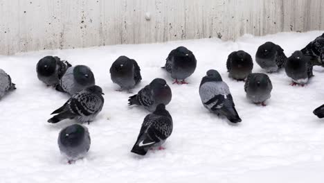 Flock-of-pigeons-Searching-for-food-and-resting-snow-covered-ground,-Close-up