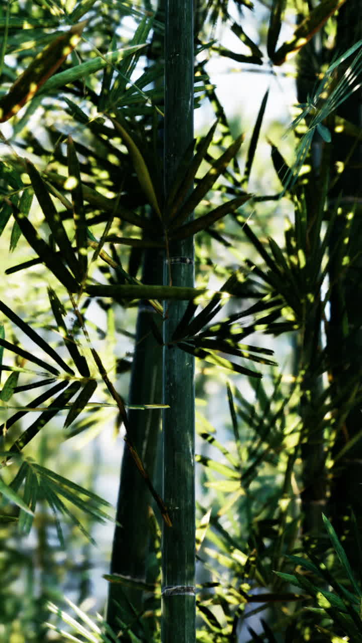 Primo piano di piante di bambù verdi