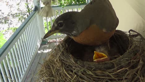 Winziger-Haussperling-Besucht-Das-Nest-Der-Rotkehlchenmutter-Mit-Drei-Nestlingen