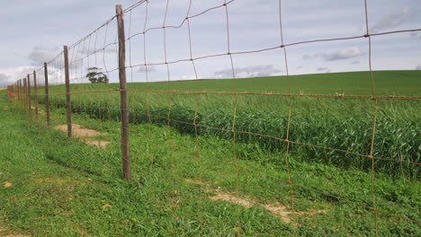 valla alambrada que crea una línea principal junto al campo de cultivo verde en un día ventoso