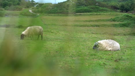 Ovejas-Y-Raza-Suffolk-Pastando-En-Un-Paisaje-De-Hierba-Verde,-Asturias-España