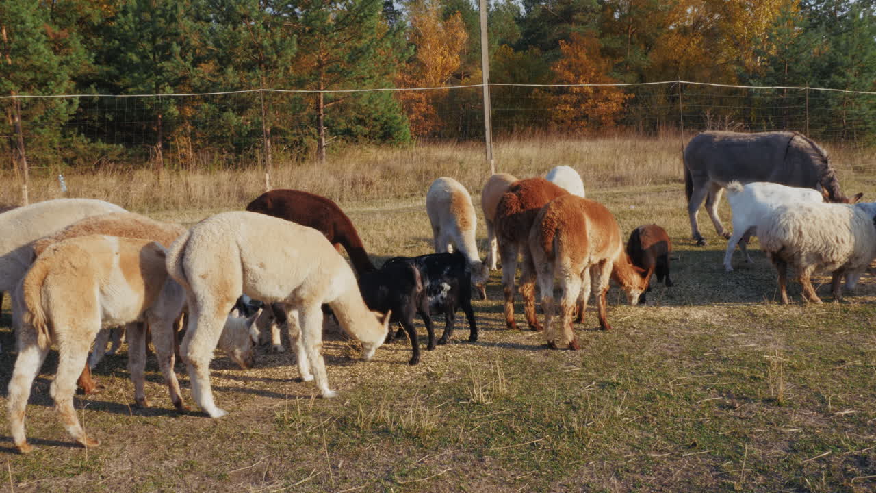 alpaca, burro y escena de la granja de ovejas