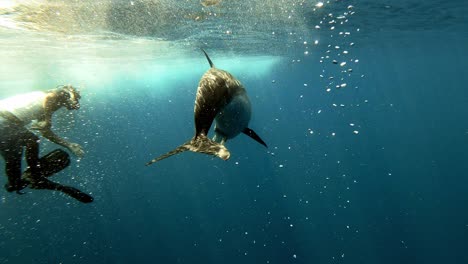 man swimming and having fun with the bottlenose dolphin by the turquoise blue ocean