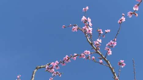 pink flowers blooming against a blue sky