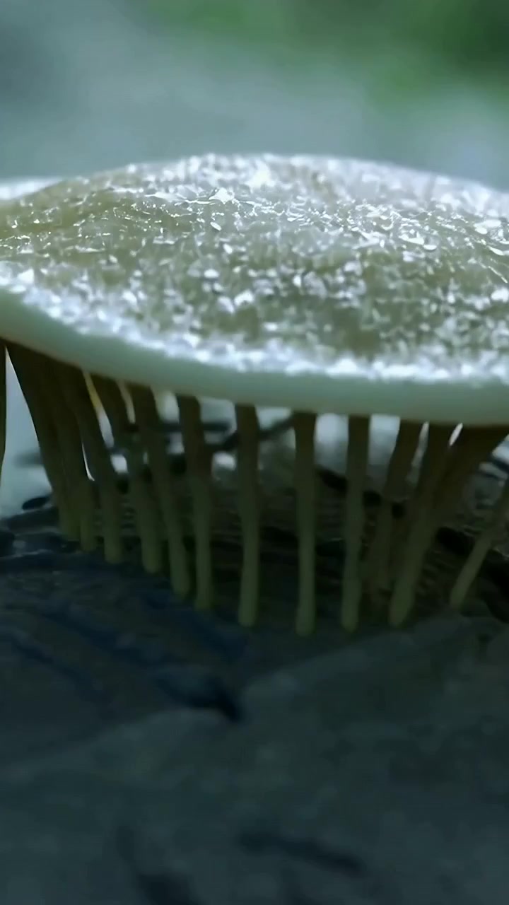 Video verticale: telecamera in panoramica che rivela il cappello di un fungo su un tronco, mettendo a fuoco e mostrandone la consistenza