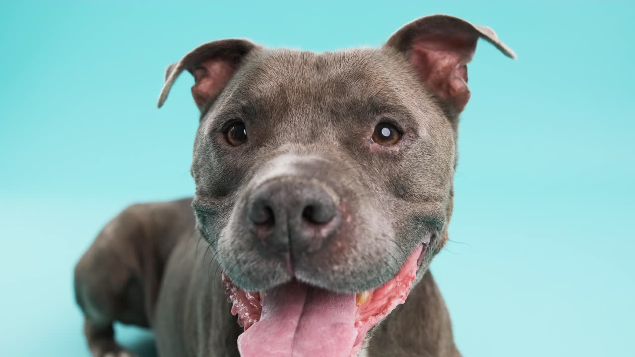Cute American Pitbull dog sitting on blue background