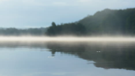 Water-strider-insect-sitting-on-the-water-surface