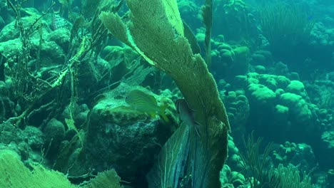 fish shelter by gorgonian fan