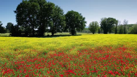 vuelo sobre un hermoso campo de amapolas y flores amarillas en la toscana, italia.