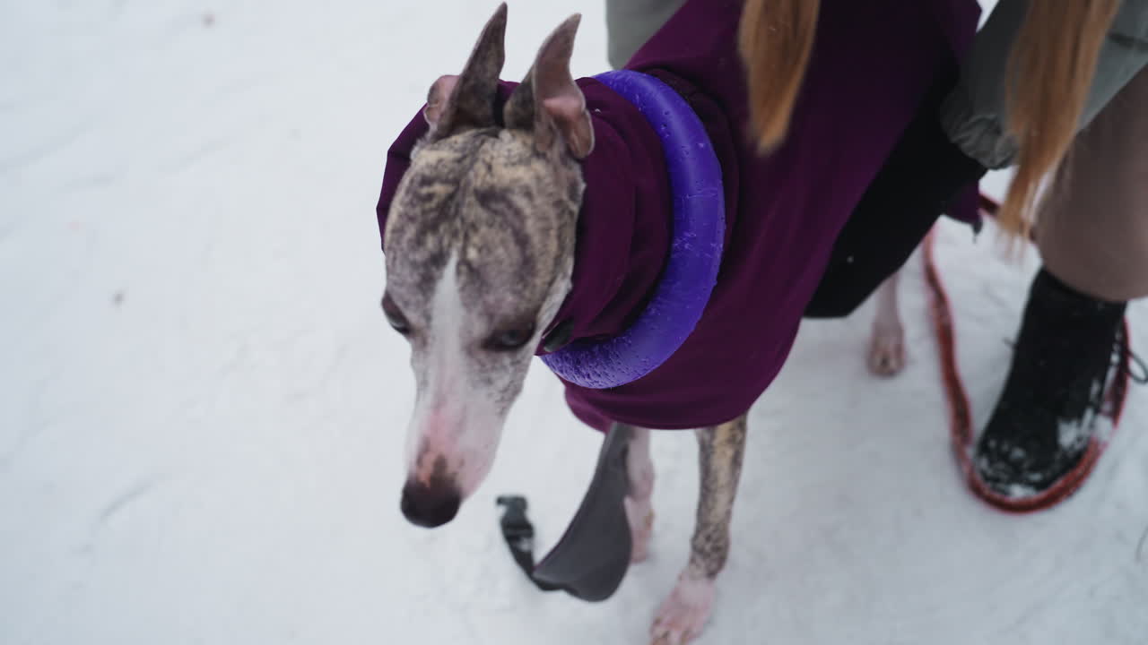 Dog in purple coat with blue collar standing on snow-covered ground during winter walk, accompanied by person in black boots and long hair, visible red leash, close-up moment before movement outdoors