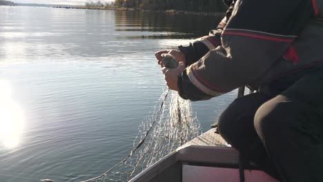 Fisherman-untangles-fish-from-net-on-small-boat-in-calm-lake