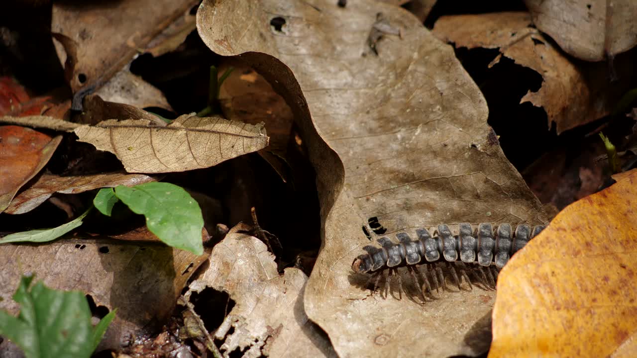 foto macro de un ciempiés corriendo a través del marco entre hojas caídas en la jungla de borneo