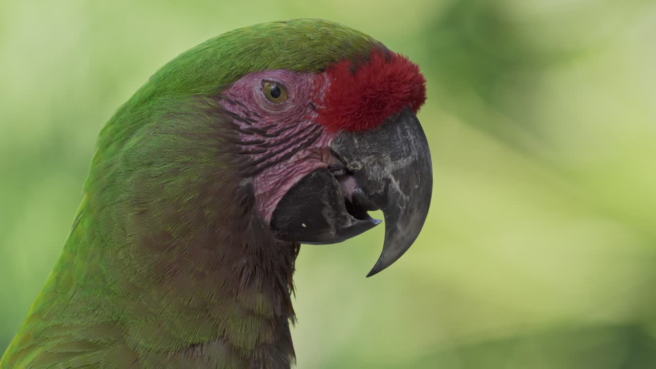 cerca de un lindo guacamayo de frente roja descansando pacíficamente en la naturaleza y mirando alrededor