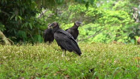 a small flock of american black vulture birds walking on the ground in a wildlife reserve