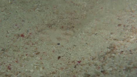 reticulate-stargazer-hiding-in-sand-during-night,-close-up-of-eyes-and-upturned-mouth