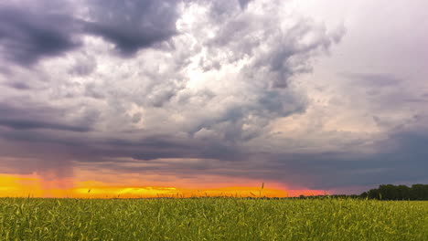 shot of rain clouds in timelapse above rural field landscape with young green wheat sprouts in spring summer evening
