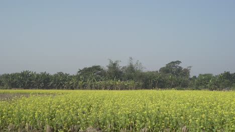 Senfblumen-Blühen-Auf-Dem-Weiten-Feld