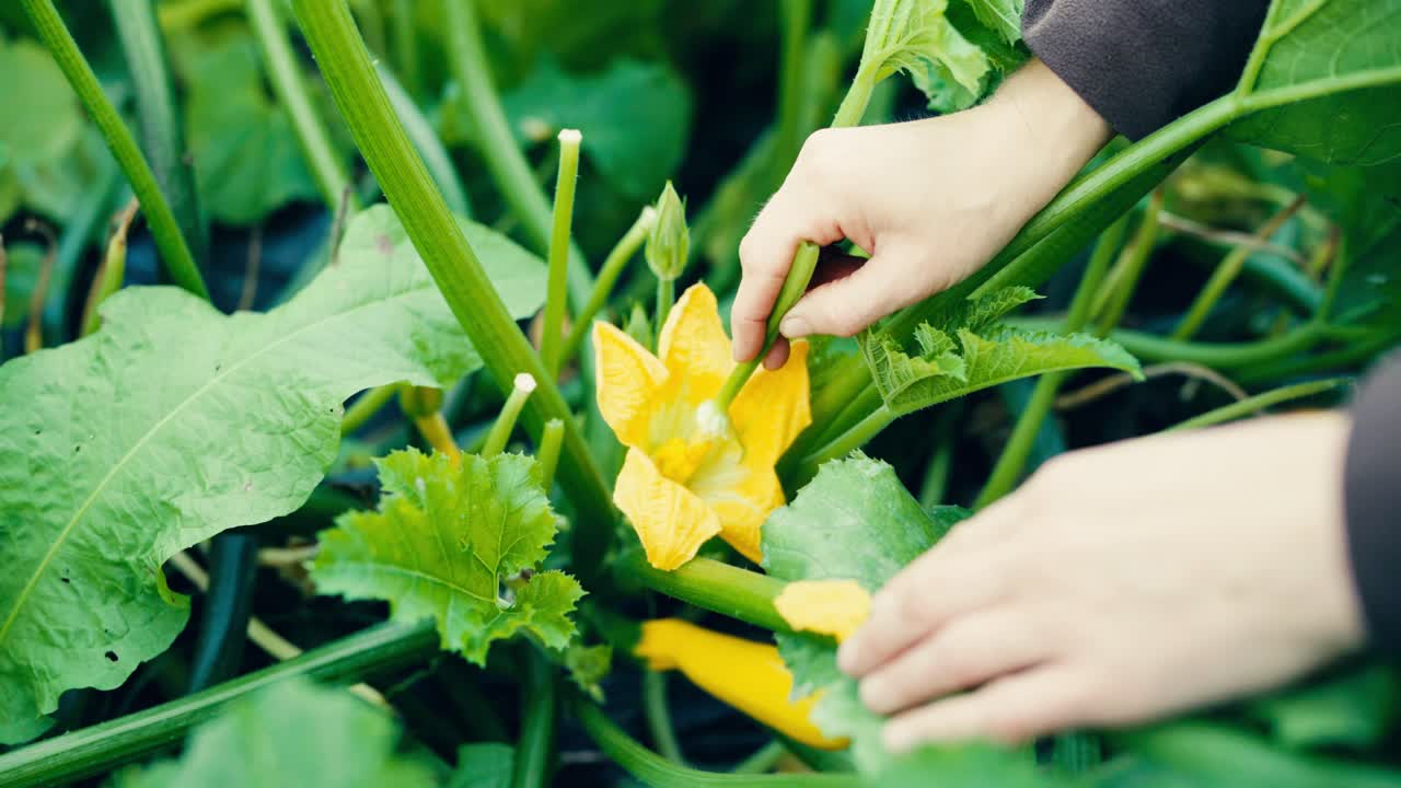 쿠키니의 손으로 수분하는 것 - 가까운 곳