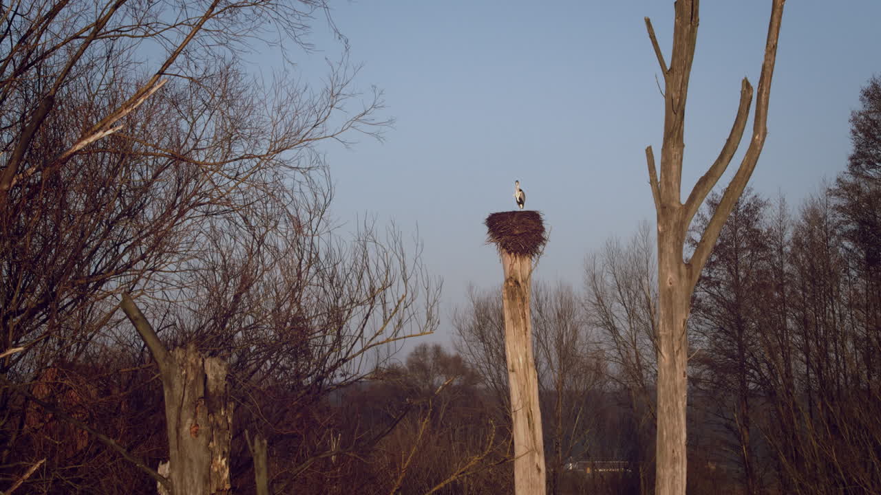 Cicogna nel nido sulla cima di un albero