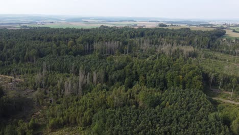 flight over a partly destroyed fir forest